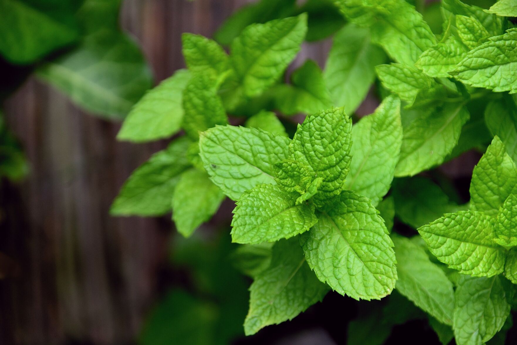 Mint and feta